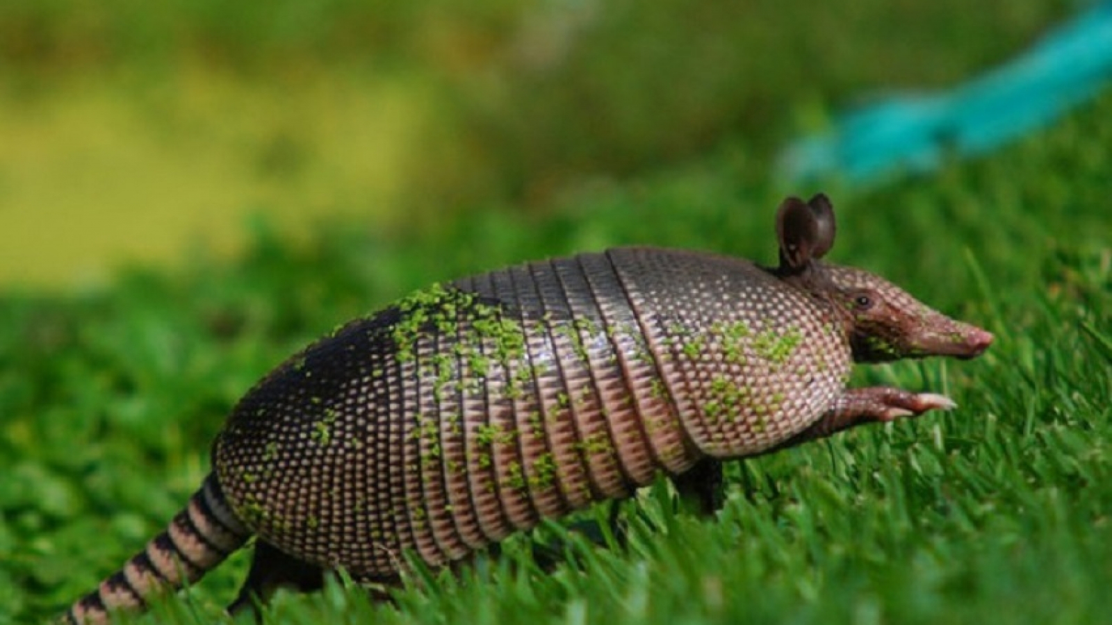 What do armadillos eat