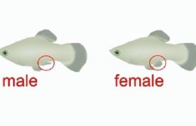 How to tell if a fish is male or female?